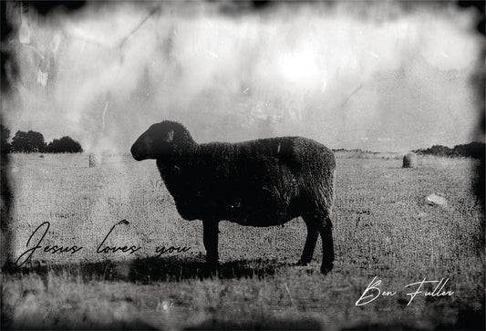 Black Sheep Post Card