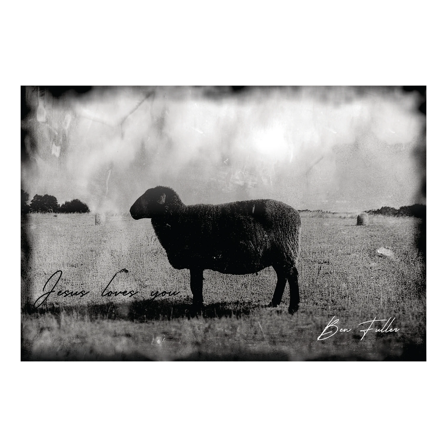 Black Sheep Post Card