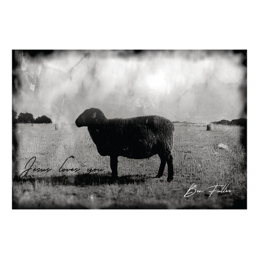 Black Sheep Post Card